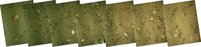 seafloor mosaic of scallop beds