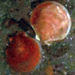 seafloor mosaic of scallop beds