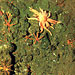 photomosaic of seafloor