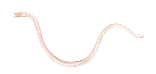 hagfish