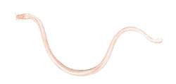 hagfish