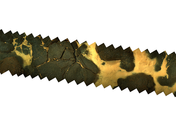 A mosaic of images taken by <em>Camper</em>?s cameras shows yellow microbial mats lining the cracks between seafloor rocks. 