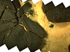 A mosaic of images taken by <em>Camper</em>?s cameras shows yellow microbial mats lining the cracks between seafloor rocks. 