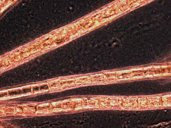 Camel brown Trichodesmium thiebautii