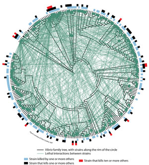 illustration showing killing interactions among strains of Vibrio