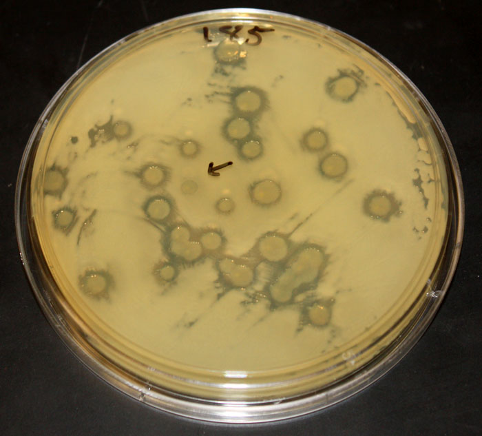 Test plate showing the killing effect of some strains of Vibrio bacteria on another strain.