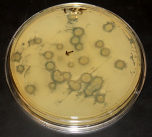 Test plate showing the killing effect of some strains of Vibrio bacteria on another strain.