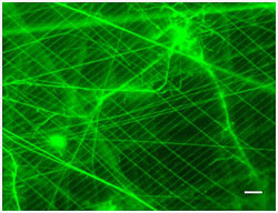 Salp Mesh