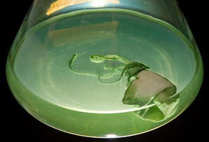close-up of resin pouch in flask of marine microbes