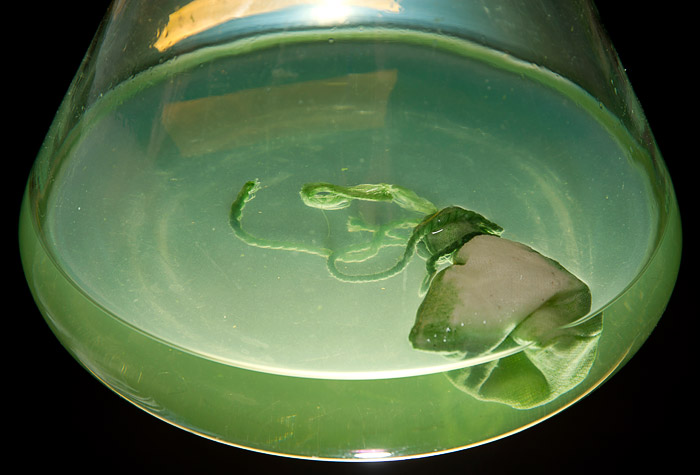 close-up of resin pouch in flask of marine microbes