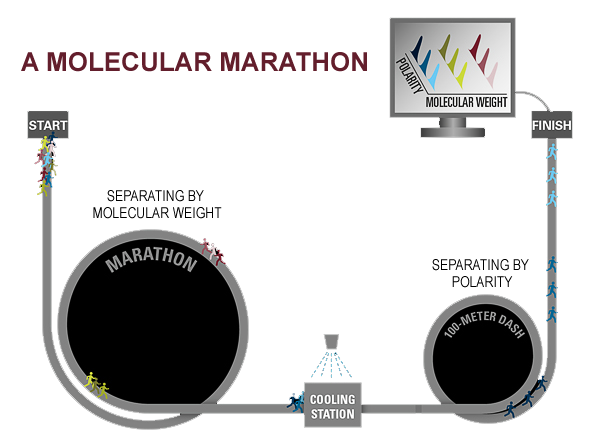 A Molecular Marathon