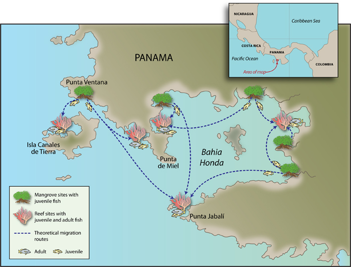 Coral reefs locations map