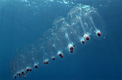 Salp