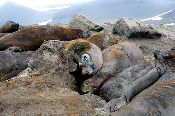 elephant seal, with CTD tag attached