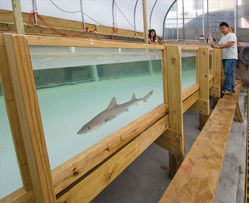 Smooth+dogfish+shark