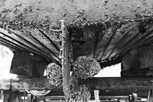 old ship hull with heavy encrustation of barnacles
