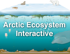 Arctic Ecosystem interactive