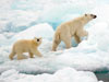 polar bear and cub