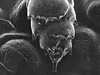 Bulimina sp.