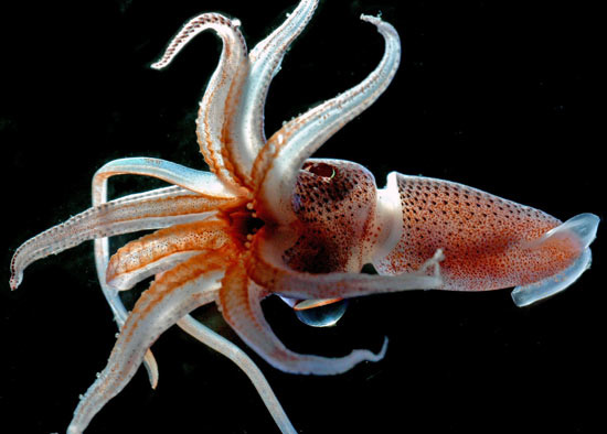 Census of Marine Life