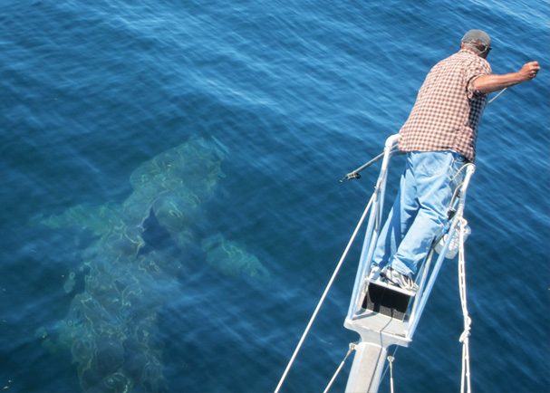 Tagging a Basking Shark