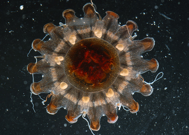 creatures of the celebese seas