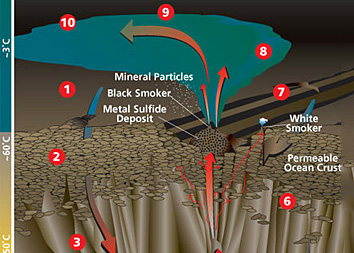 Hydrothermal vent circulation