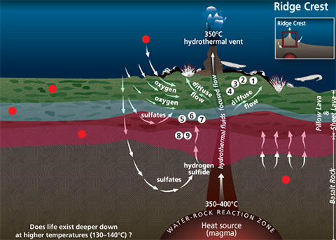 A Microbial Garden Beneath the Seafloor Part 1