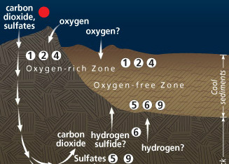 A Microbial Garden Beneath the Seafloor Part 2