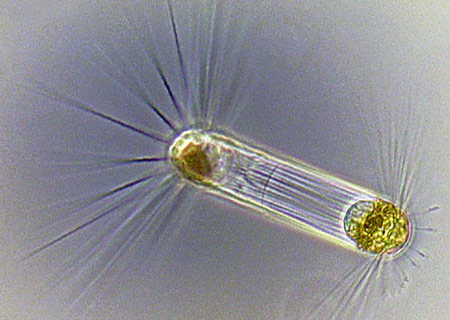 A Gallery of Protists