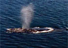 North Atlantic Right Whale