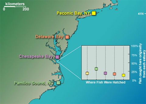 Returning to Their Natal Estuaries to Spawn
