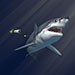 Swimming with Sharks