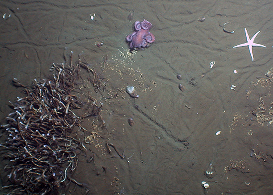 Deep-sea Detectives