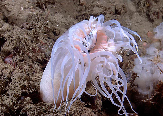 Ocean Explorers Probe Gulf of Mexico
