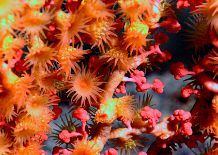New Deep-sea Species off Indonesia