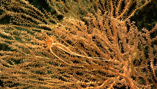 Coral 550