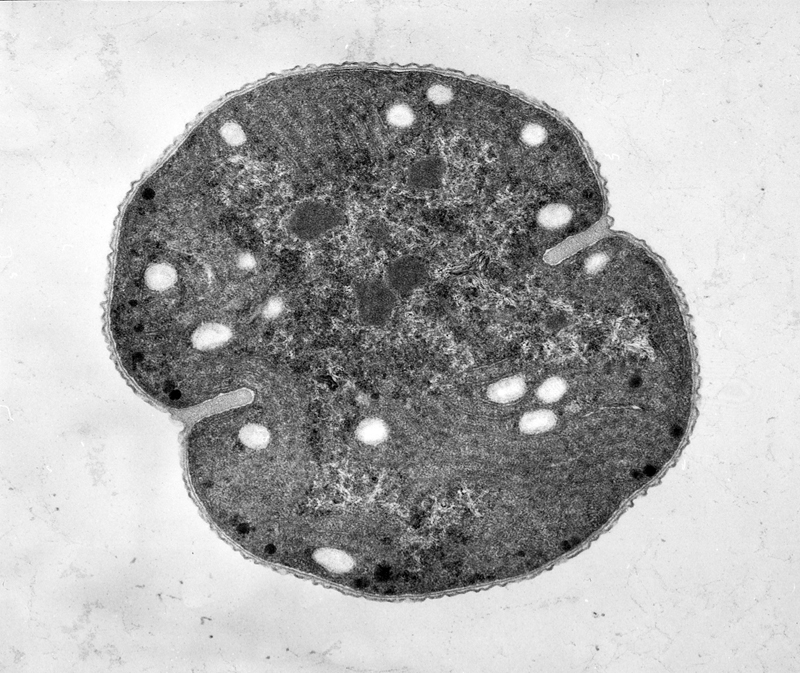 crocosphaera watsonii