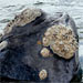 The North Atlantic Right Whale