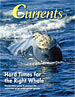 Hard Times for the Right Whale