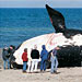 The Collision Course of Whales and Humans