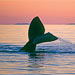 The Tale of the Whale