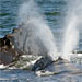 Learn More About Right Whale Conservation Efforts