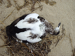 dead male eider