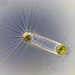 diatom
