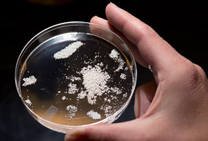 tiny resin beads used to collect chemicals out of microbe broth