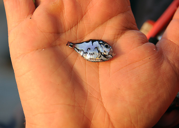 Hatchet fish