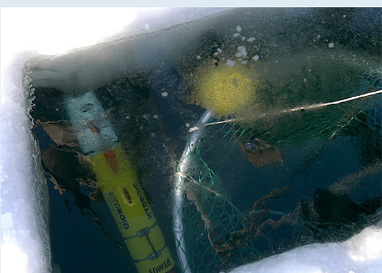 Icebot