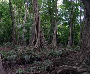 Forest on the mainland
