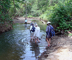 mangrove river